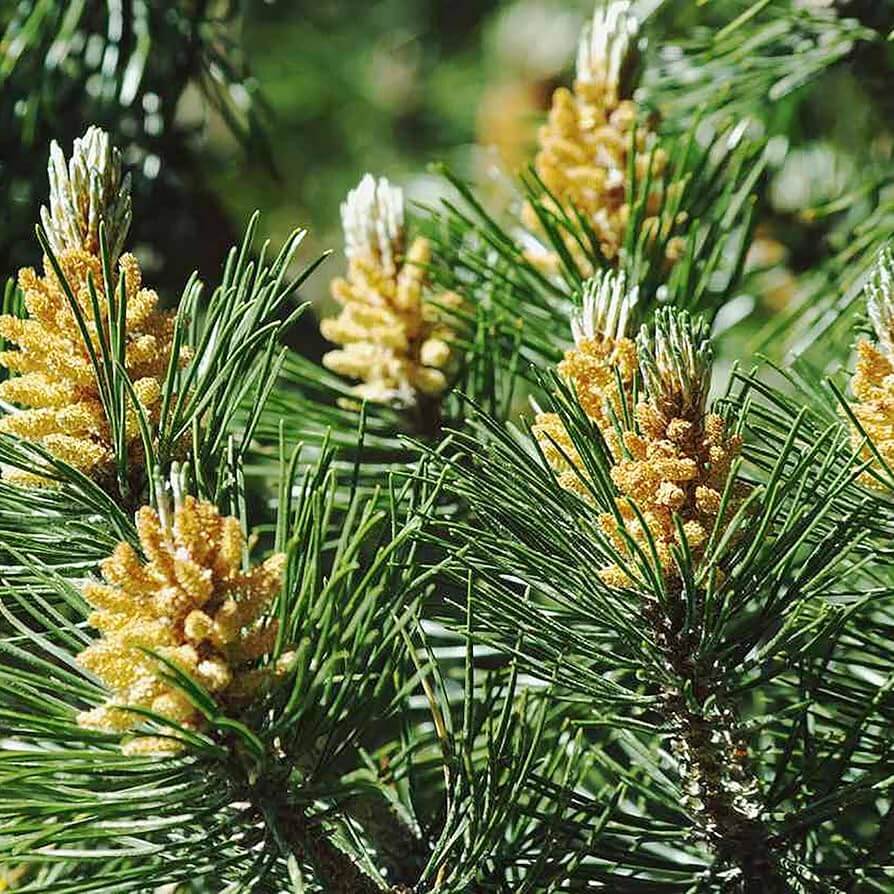 Japanese Black Pine Seeds - Flower Plant