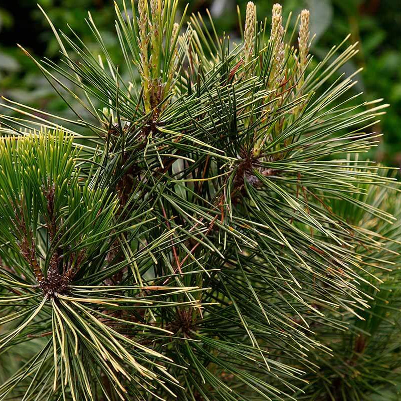 Japanese Black Pine Seeds