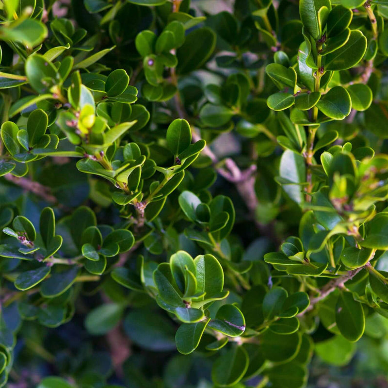 Japanese Boxwood Seeds - Heirloom Herbal Plant for Home Gardens
