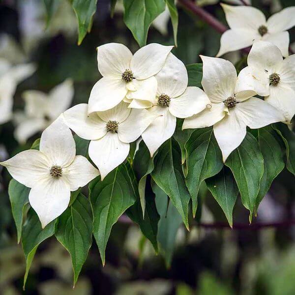 Japanese Dogwood Seeds - Ornamental Flower Plant for Home Gardens
