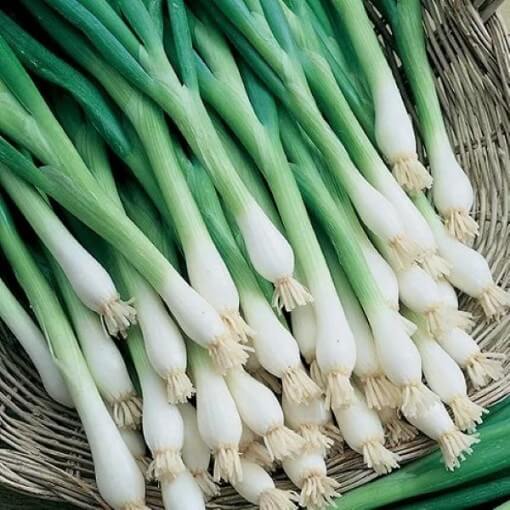 Japanese Long Green Onion Seeds - Vegetable Plant