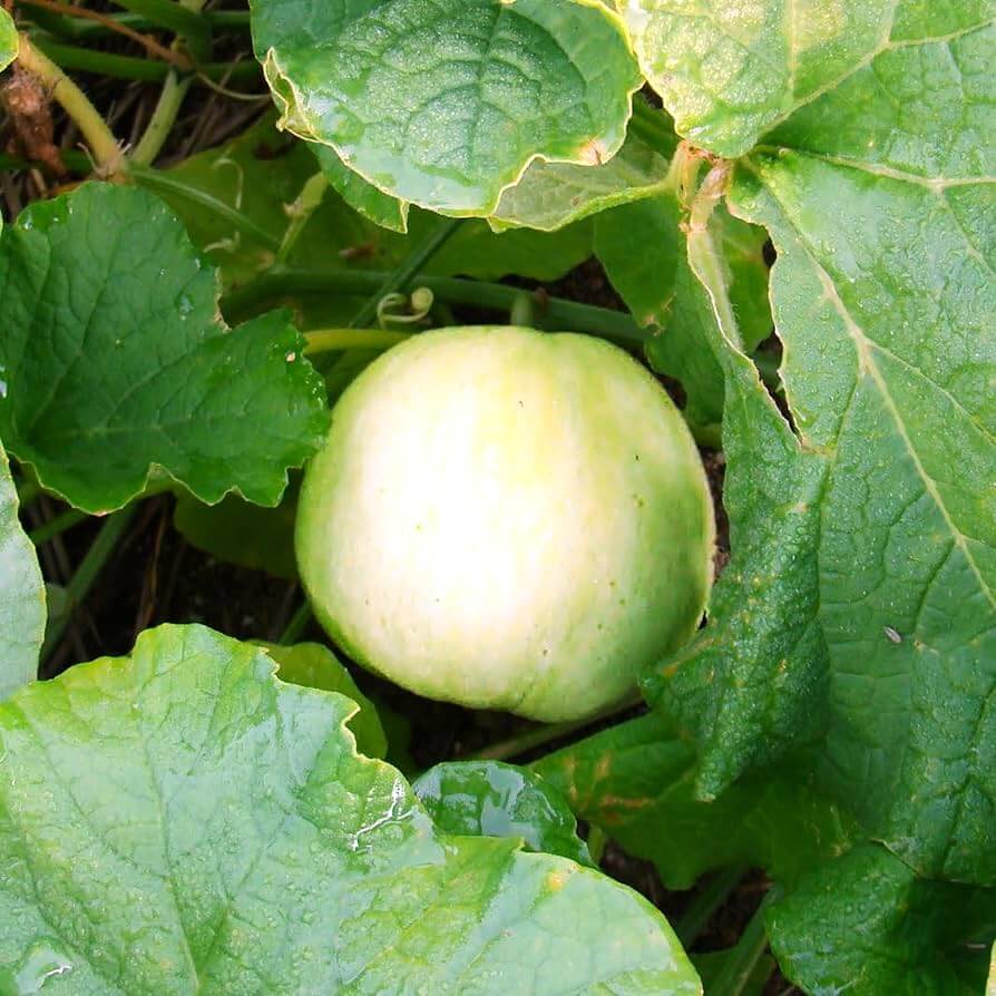 Japanese Melon Seeds - Heirloom Fruit Plant for Home Gardens