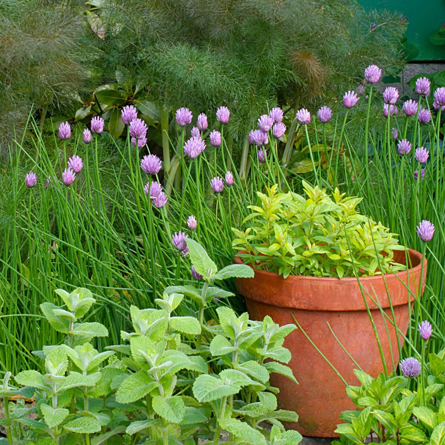 Japanese Parsley Seeds - Herbal Plant