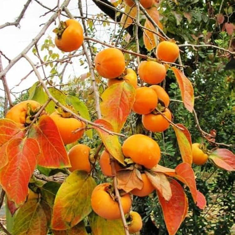Japanese Persimmon Seeds - Heirloom Fruit Plant for Home Gardens