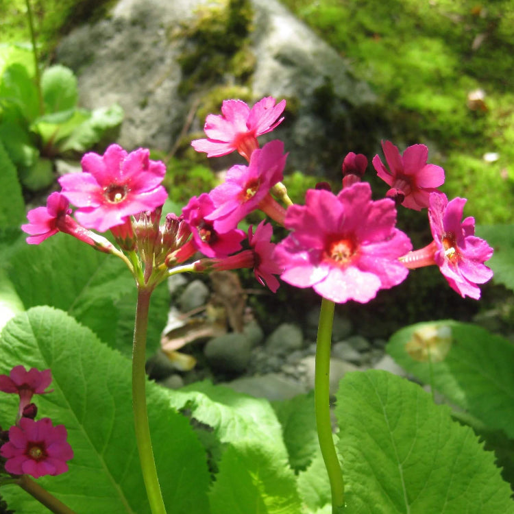 Japanese Primrose Seeds - Flower Plant