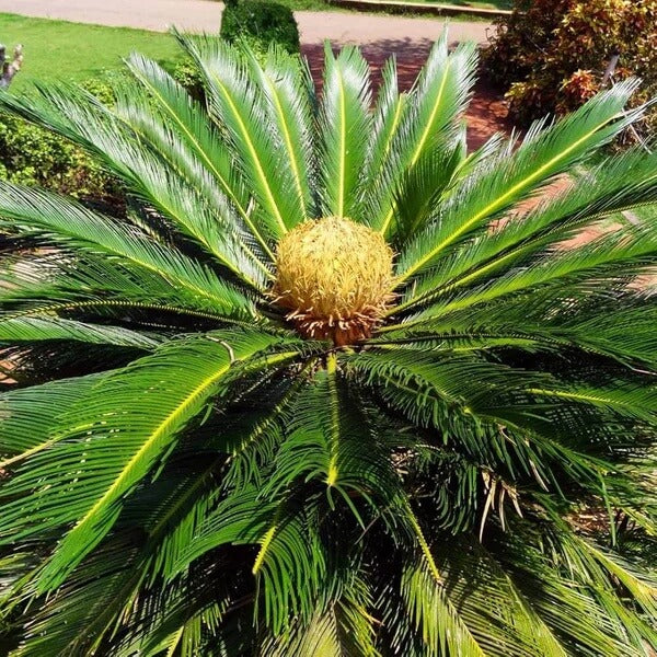 Japanese Sago Palm Seeds
