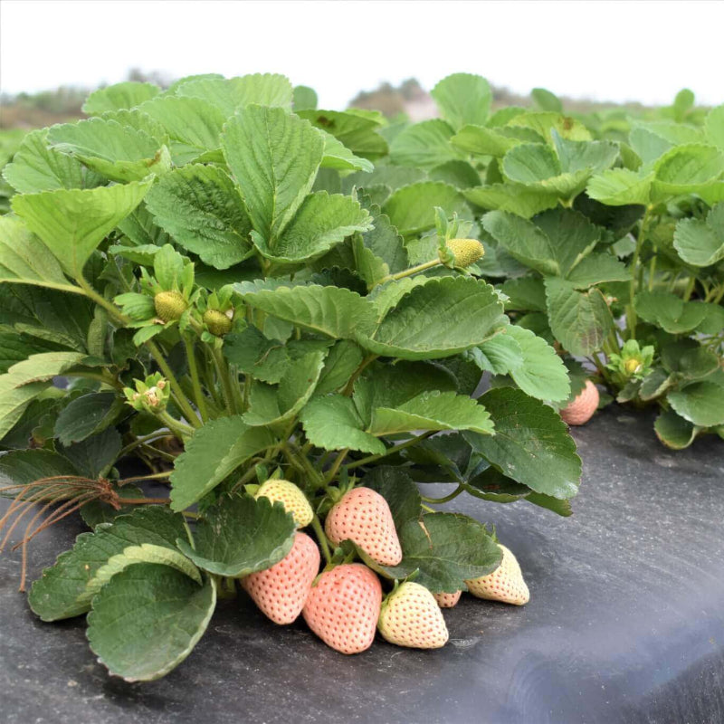 Japanese Strawberry Seeds - Heirloom Fruit Plant for Home Gardens