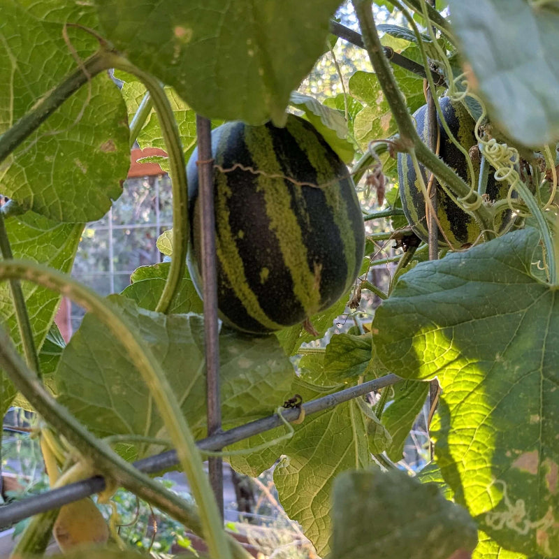 Japanese Tiger Melon Seeds - Heirloom Fruit Plant for Home Gardens