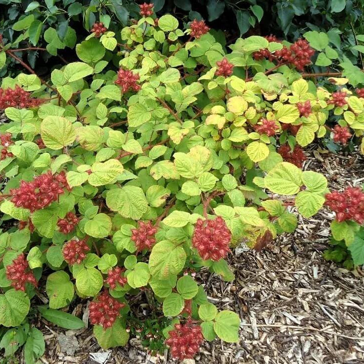 Japanese Wineberry Seeds - Heirloom Fruit Plant for Home Gardens
