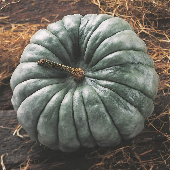 Jarrahdale Pumpkin Seeds