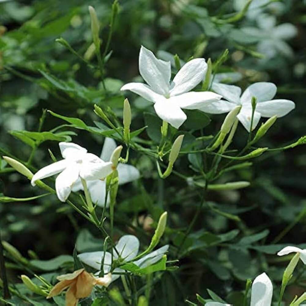 Jasmine Seeds