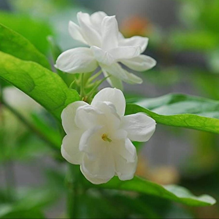 Jasmine Seeds - Flower Plant for Home Gardens