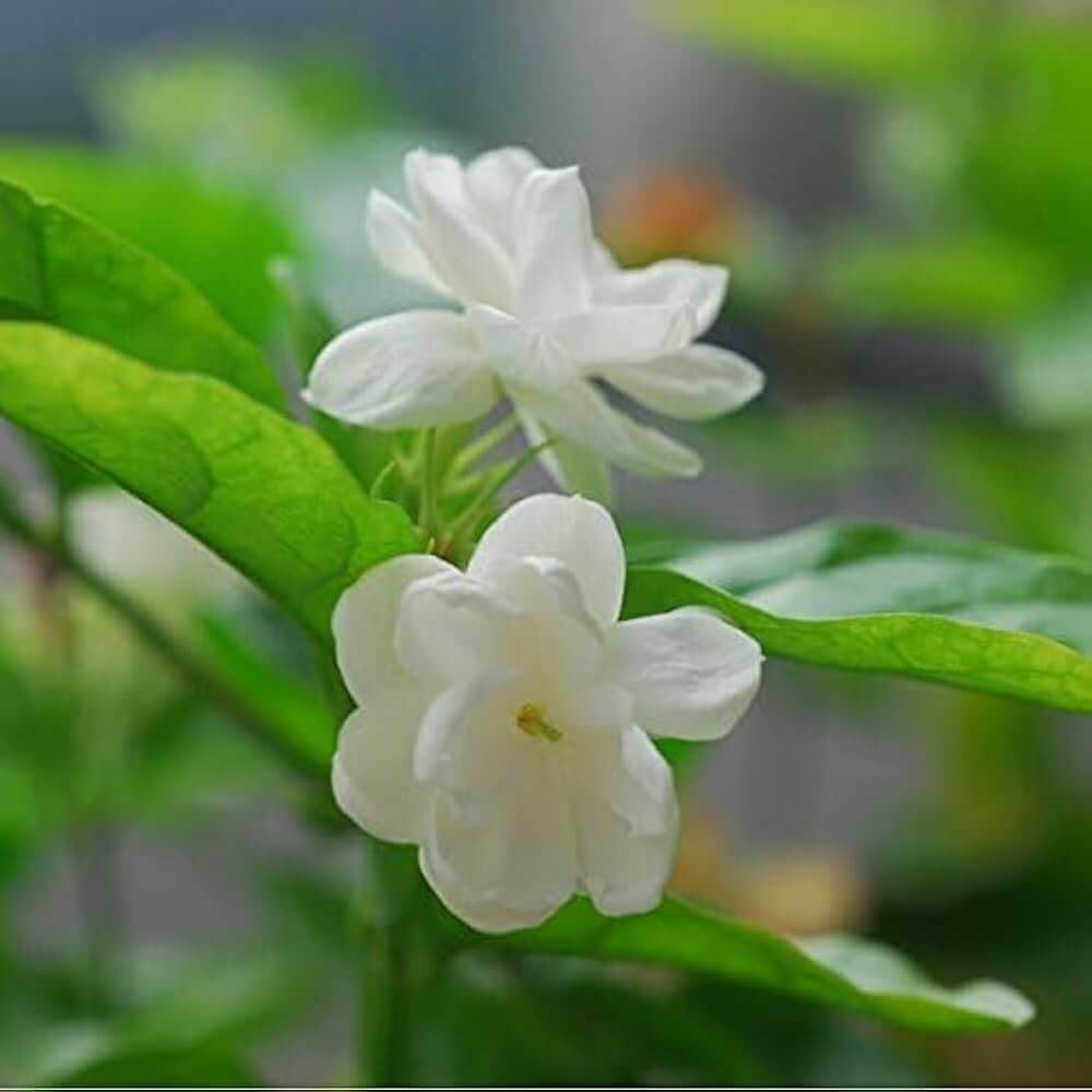 Jasminum Sambac Seeds - Flower Plant