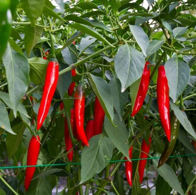 Jimmy Nardello Pepper Seeds - Vegetable Plant