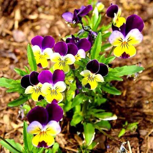 Johnny Jump Up Seeds - Flower Plant