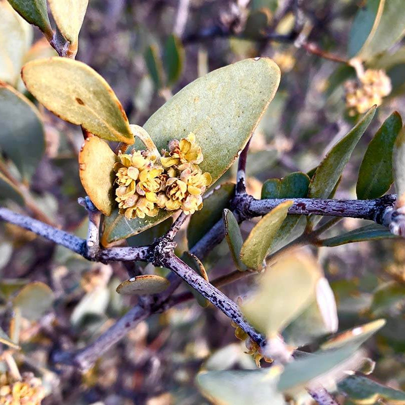 Jojoba Seeds - Shrub Plant Seeds for Home Gardens