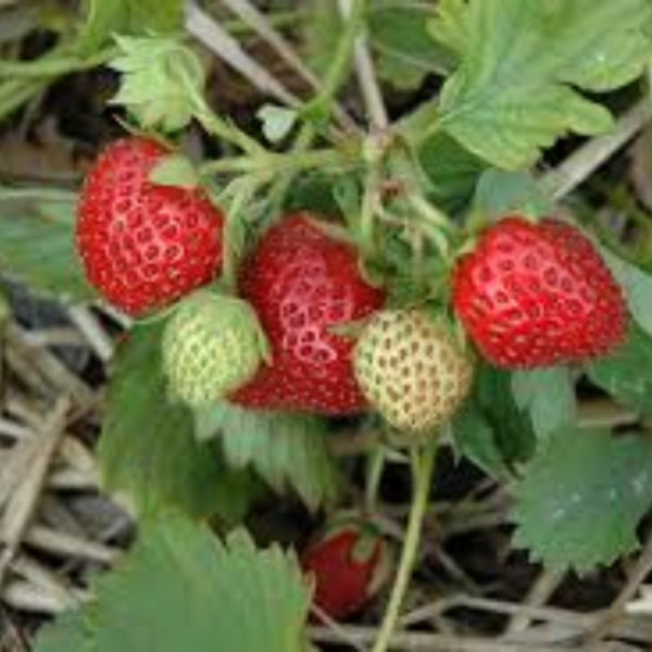 June Bearing Strawberry Seeds - Fruit Plant
