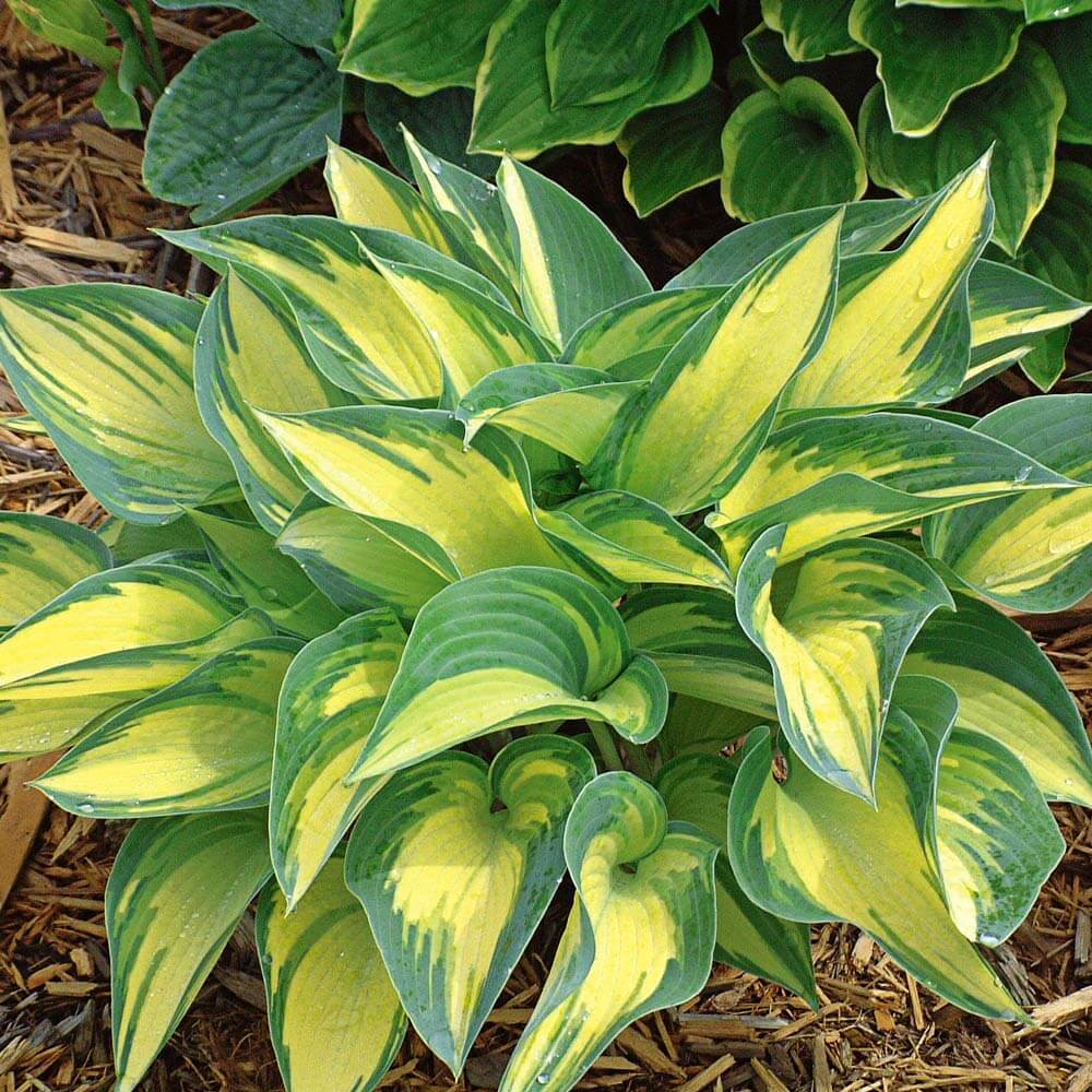 June Hosta Seeds