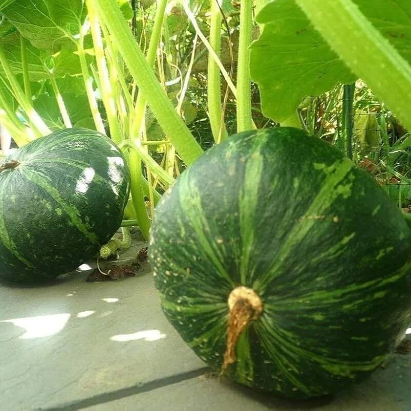 Kabocha Japanese Pumpkin Seeds