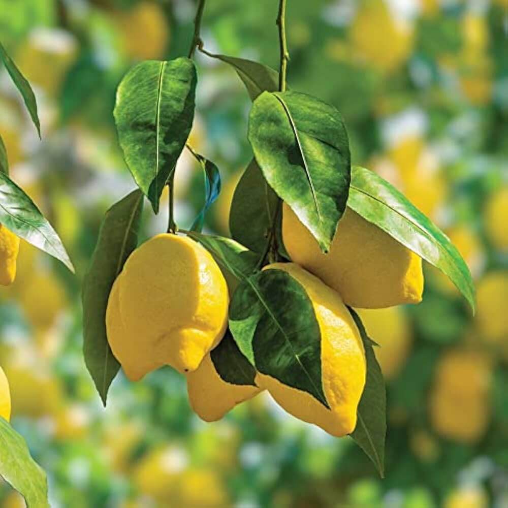 Kagzi Lemon Seeds