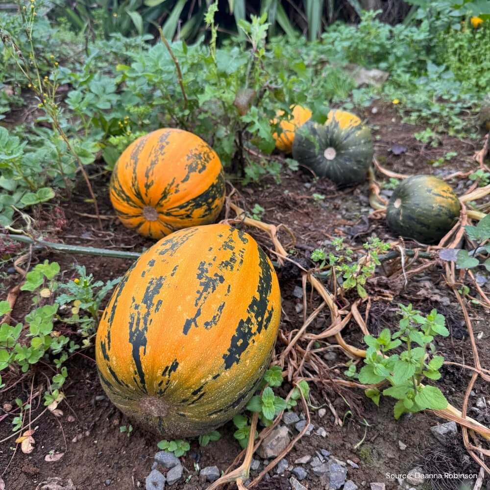 Kakai Pumpkin Seeds - Heirloom Vegetable Plant for Home Gardens