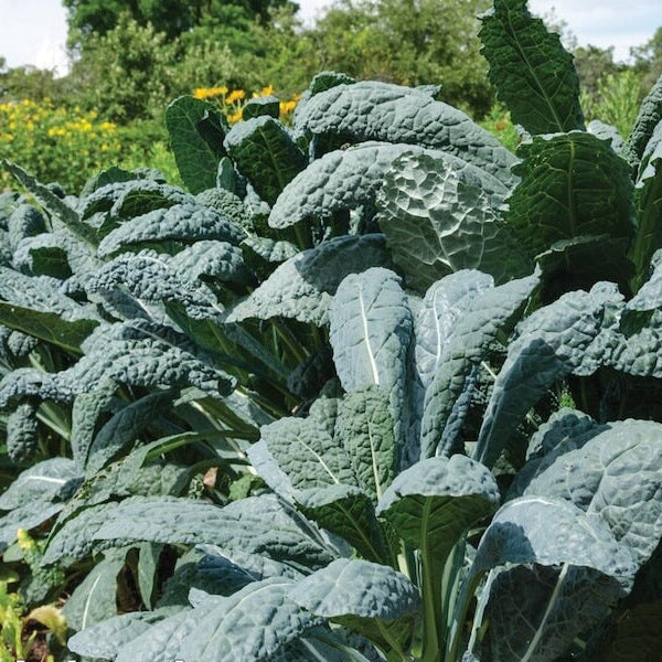 Kale Seeds
