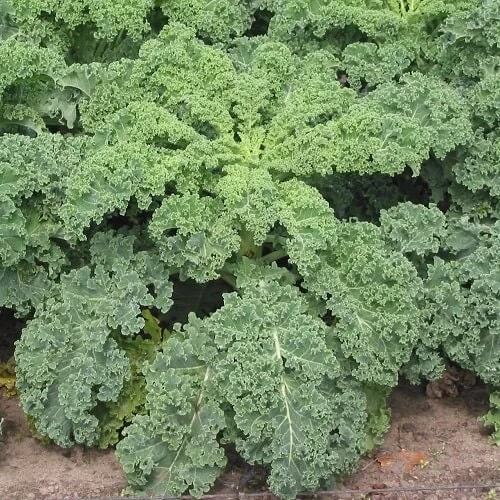 Kale Seeds - All In One For Home Gardens