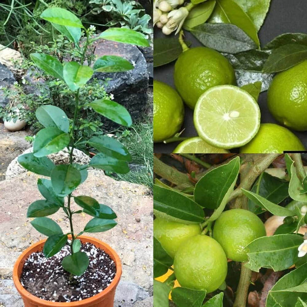 Key Lime Seeds - Fruit Plant for Home Gardens