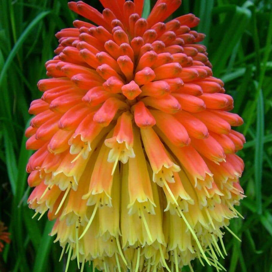 Kniphofia Seeds - Flower Plant for Home Gardens
