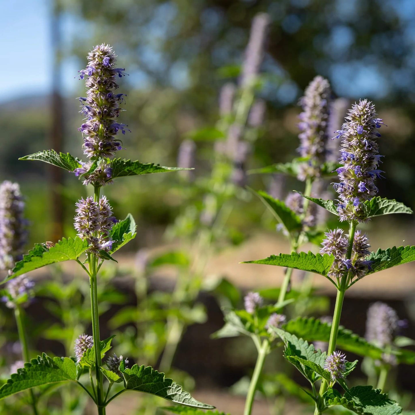 Korean Licorice Mint Seeds - Herbal Seeds