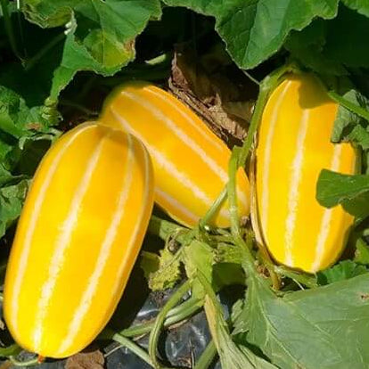 Korean Melon Seeds
