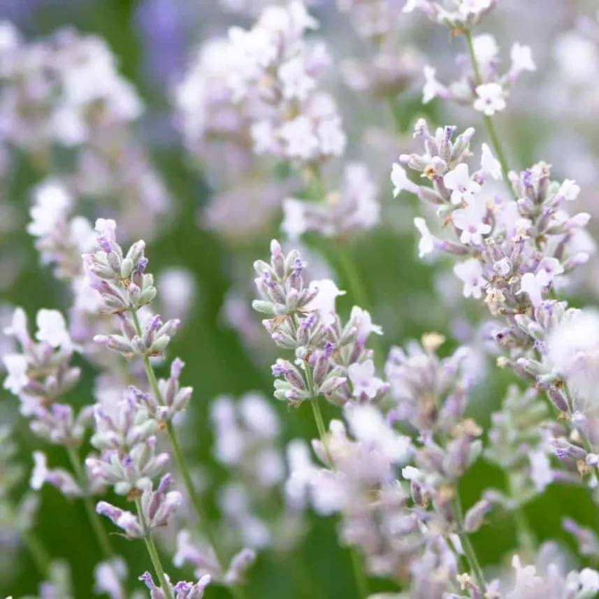 Lacy Frills Lavender Seeds - Heirloom Flower Plant for Home Gardens