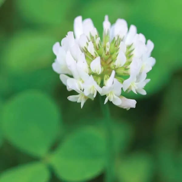 Ladino Clover Seeds - Herbal Plant