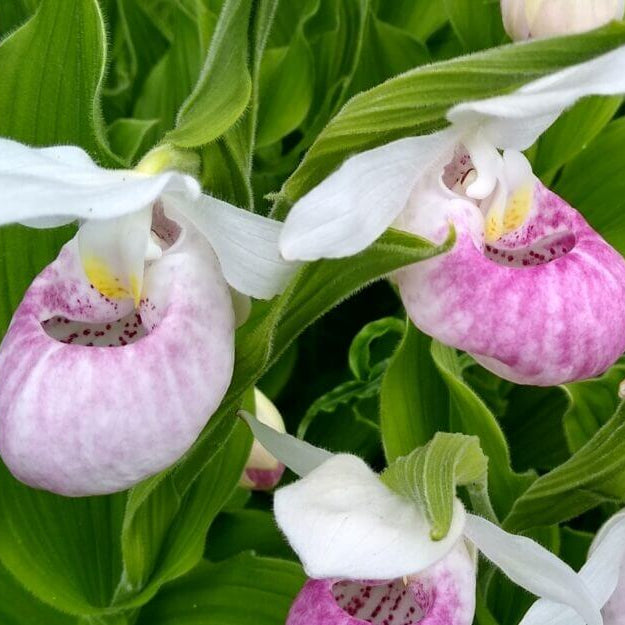 Lady Slipper Flower Seeds - Heirloom Flower Plant for Home Gardens