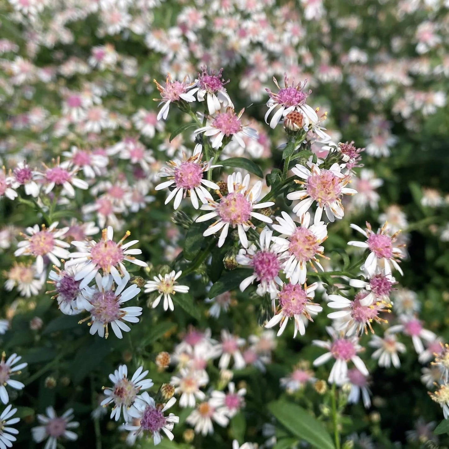 Lady in Black Calico Aster Seeds