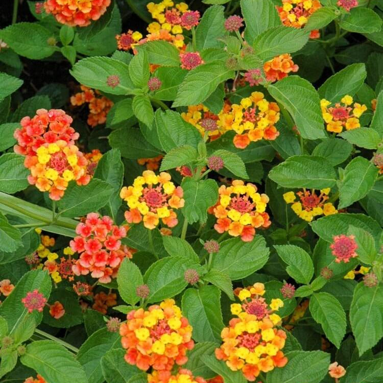 Landmark Citrus Lantana Seeds - Ornamental Plant Seeds for Home Gardens