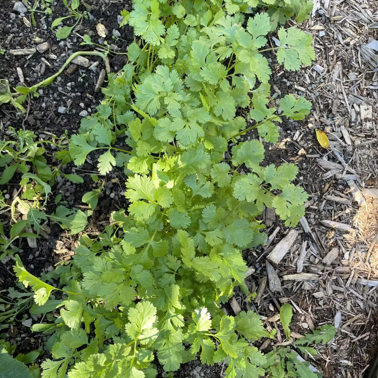 Large Leaf Cilantro Seeds - Herbal Plant