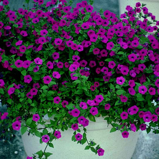 Laura Bush Petunia Seeds