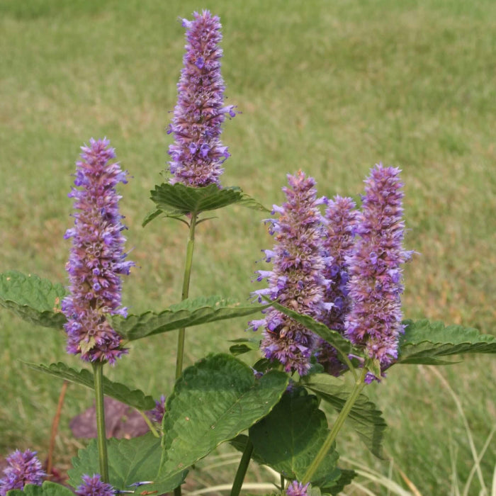 Lavender Hyssop Seeds