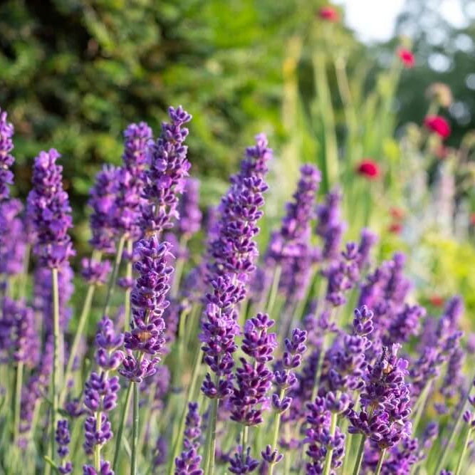 Lavender Seeds
