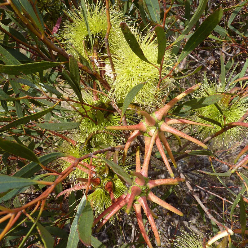 Lehmannii Eucalyptus Seeds