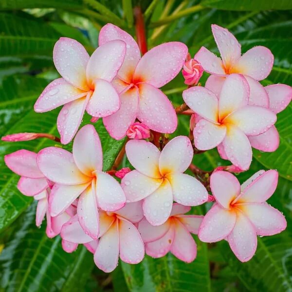 Lei Flower seeds