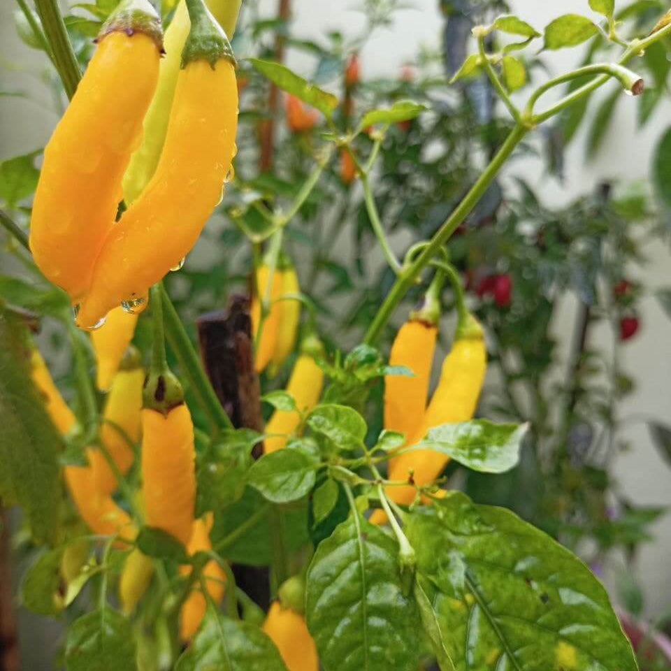 Lemon Drop Pepper Seeds - Vegetable Plant
