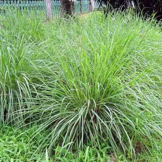 Lemon Scented Grass Seeds