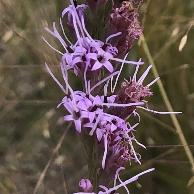 Liatris Garberi Seeds - Heirloom Flower Plant for Home Gardens
