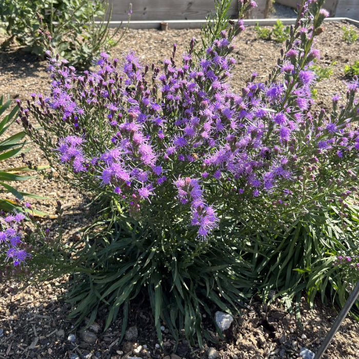 Liatris Microcephala Seeds - Heirloom Flower Plant for Home Gardens