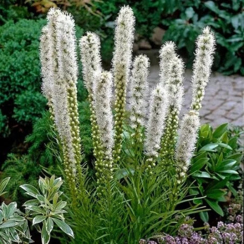 Liatris Spicata Seeds - Flower Plant