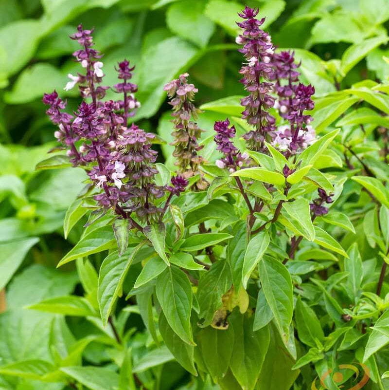 Licorice Basil Seeds - Herbal Plant