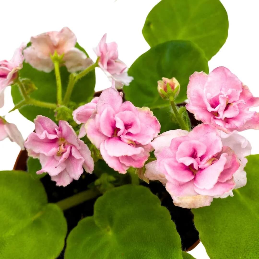 Light Pink African Violet Seeds - Flower Plant