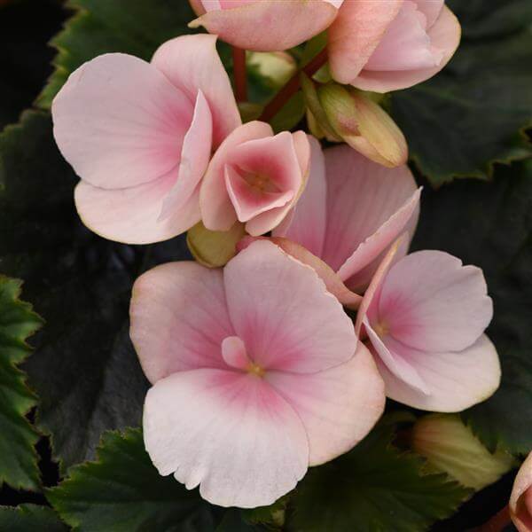 Light Pink Begonia Seeds